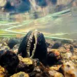 Freshwater Pearl Mussel