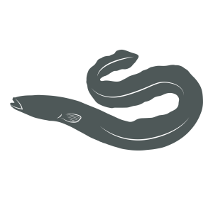 European Eel icon