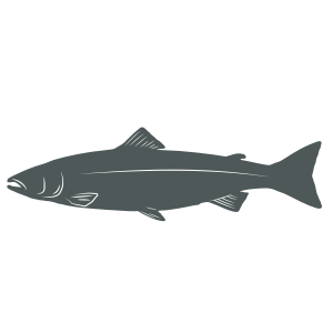 Atlantic Salmon icon