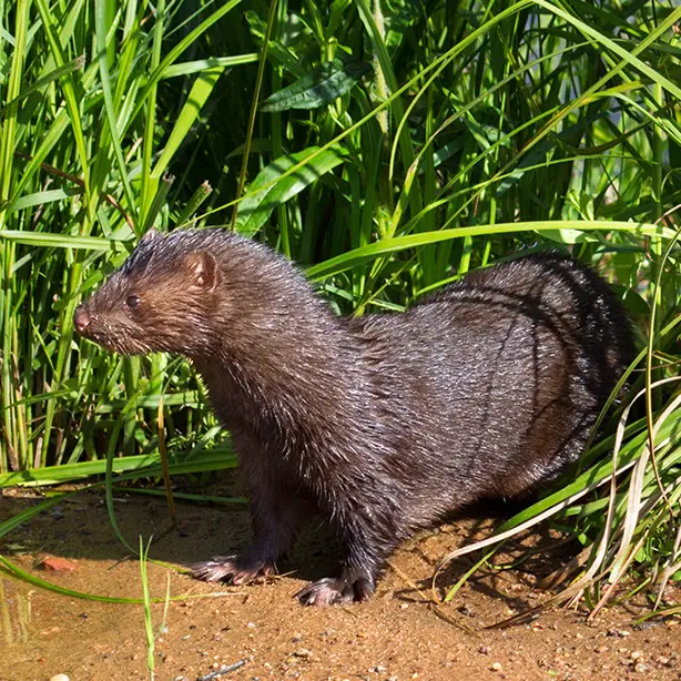 American Mink_614x614