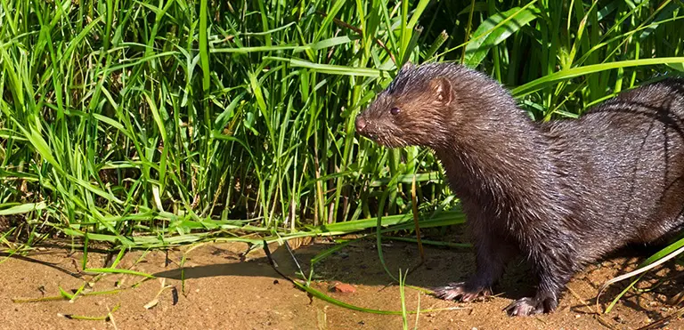 American Mink (Neovison vison)