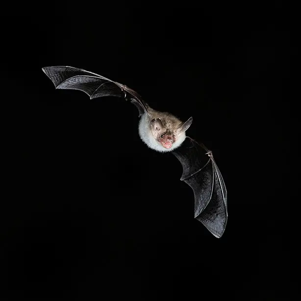 Bechstein's bat_Eric Medard_naturepl_614x614