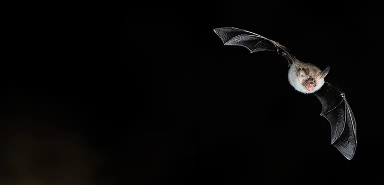 Bechstein’s Bat (Myotis bechsteinii)