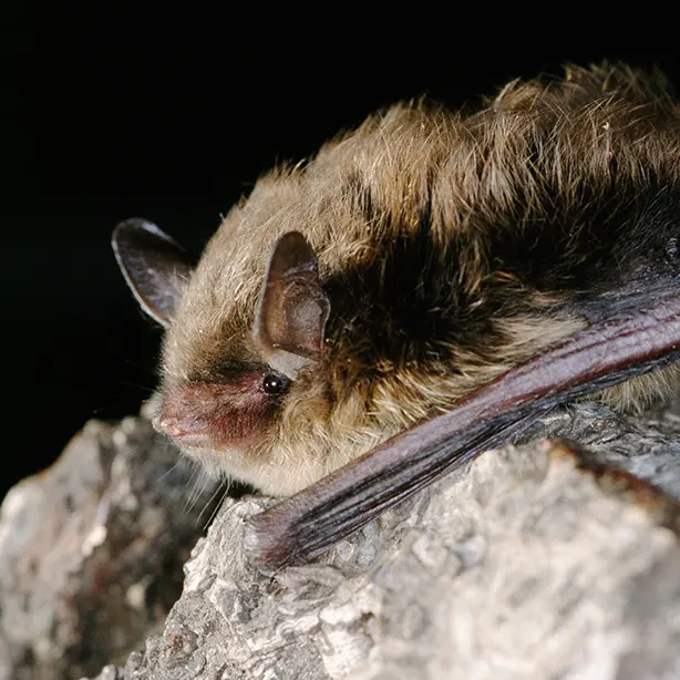 Brandt's Bat_Dietmar Nill_naturepl_614x614