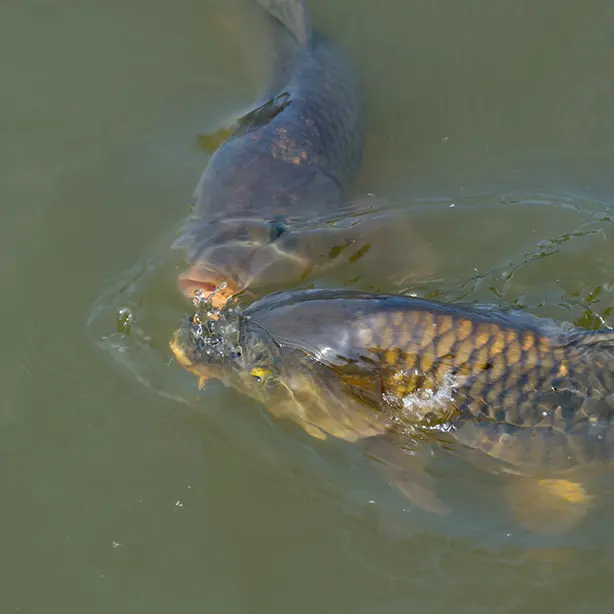 Common Carp_614x614