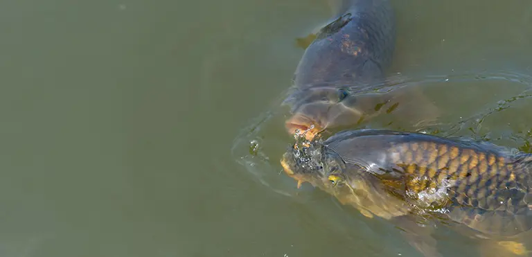 Common Carp (Cyprinus carpio)