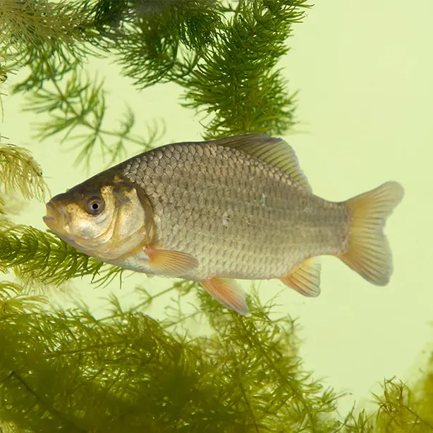 Crucian Carp_Will Watson_naturepl_614x614