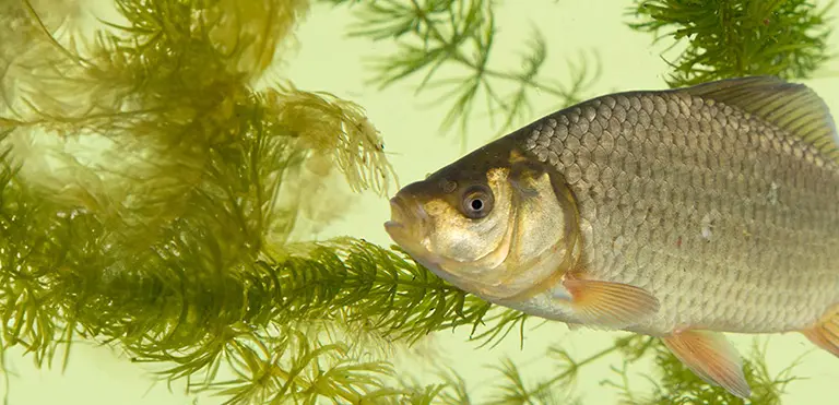 Crucian Carp (Carassius carassius)