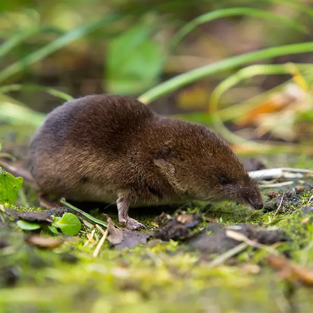 Eurasian Common Shrew_614x614