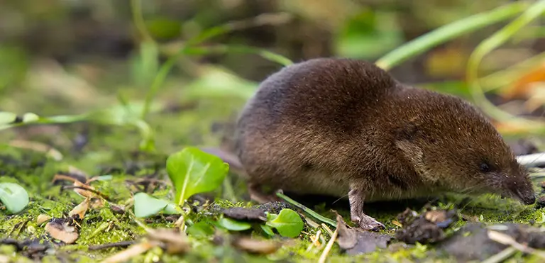 Eurasian (Common) Shrew (Sorex araneus)