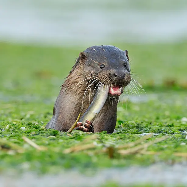 Eurasion Otter_Wild Wonders of Europ_Campbel_naturepl_614x614