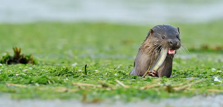 Eurasian Otter (Lutra lutra)