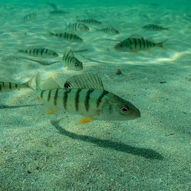 European Perch_ Michel Roggo_naturepl_614x614