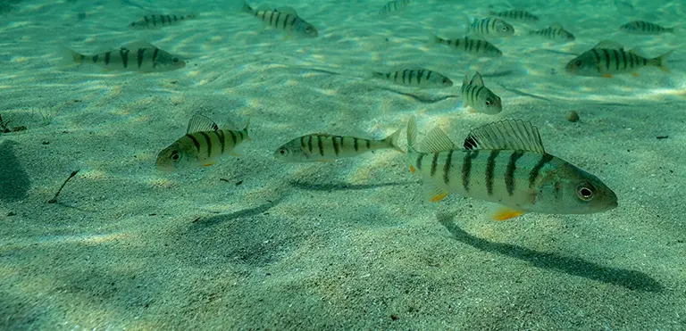 European Perch (Perca fulviatilis)