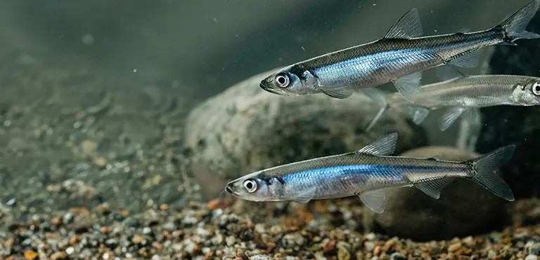 European Smelt/Sparling (Osmerus eperlanus)