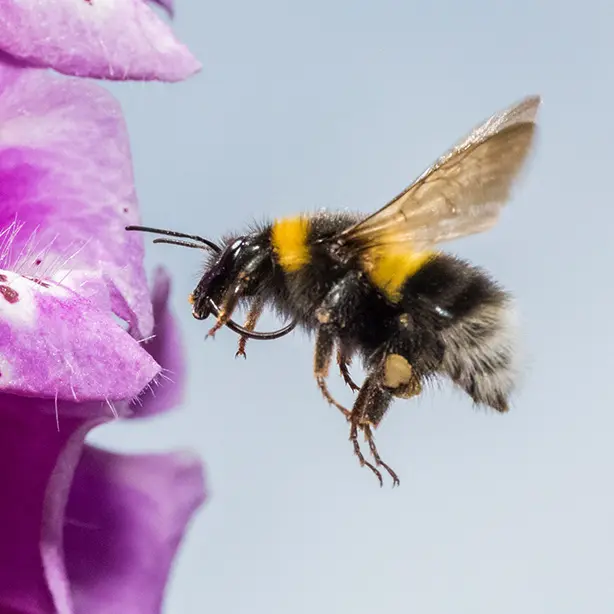 Garden Bumblebee_Phil Savoie_naturepl_614x614