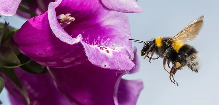 Garden Bumblebee (Bombus hortorum)