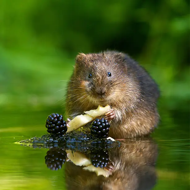 Water Vole_614x614