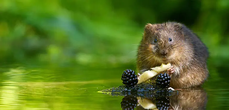 Water Vole (Arvicola amphibius)