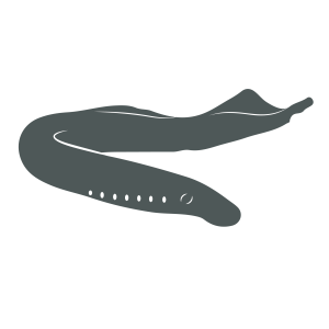 Sea Lamprey icon