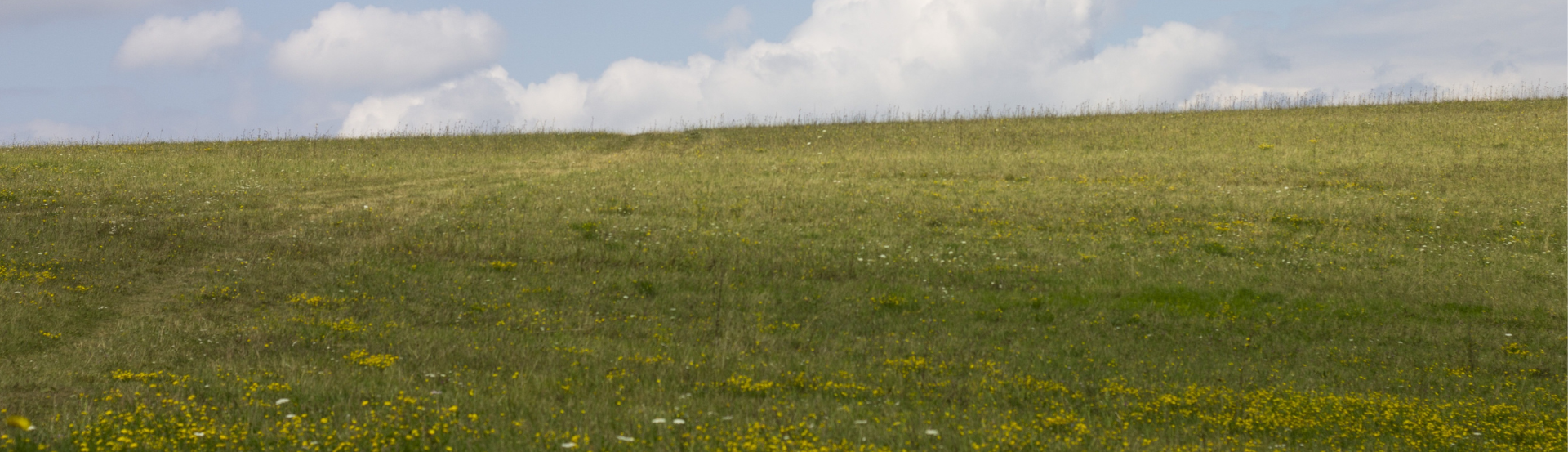 Green field with small wild flowers and cloudy blue sky: Great Grid Upgrade