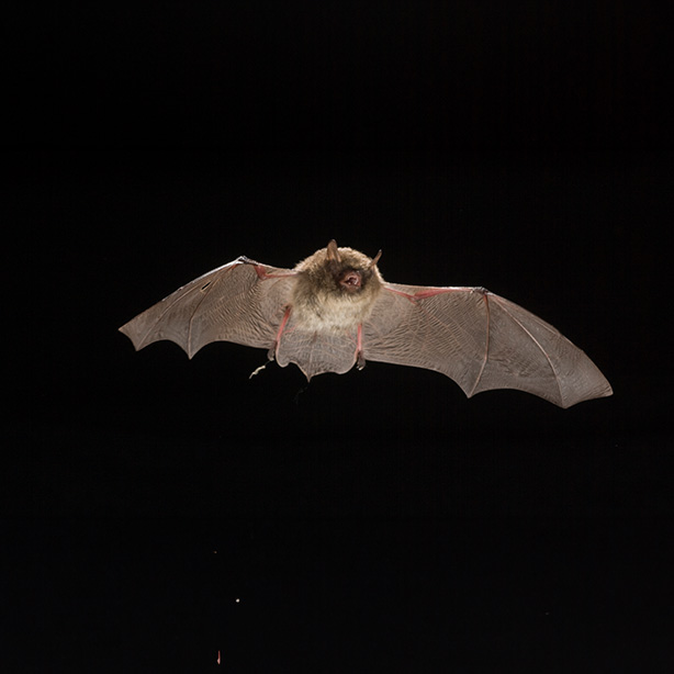 Alcathoe Bat_Dietmar Nill_naturepl_614x614