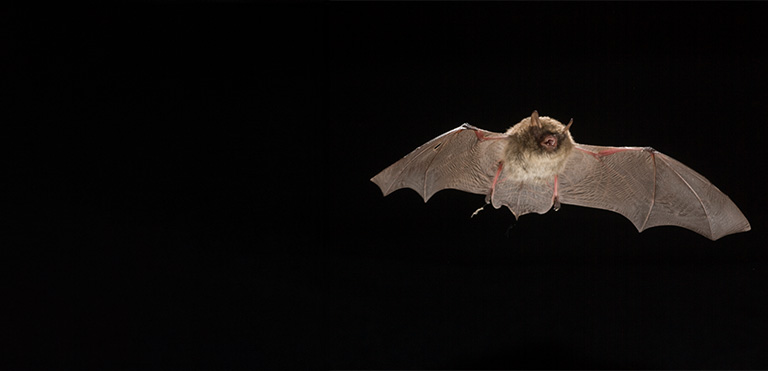 Alcathoe Bat (Myotis alcathoe)