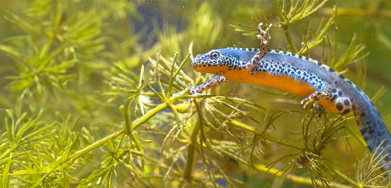 Alpine Newt (Ichthyosaura alpestris)