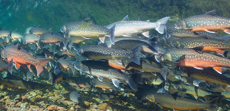 Arctic Charr (Salvelinus alpinus)