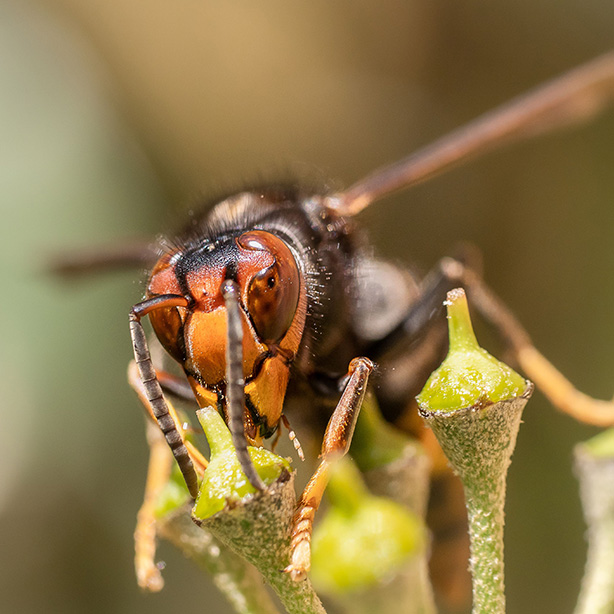 Asian Hornet_614x614