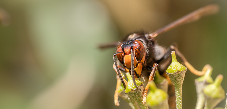 Asian Hornet (Vespa velutina)