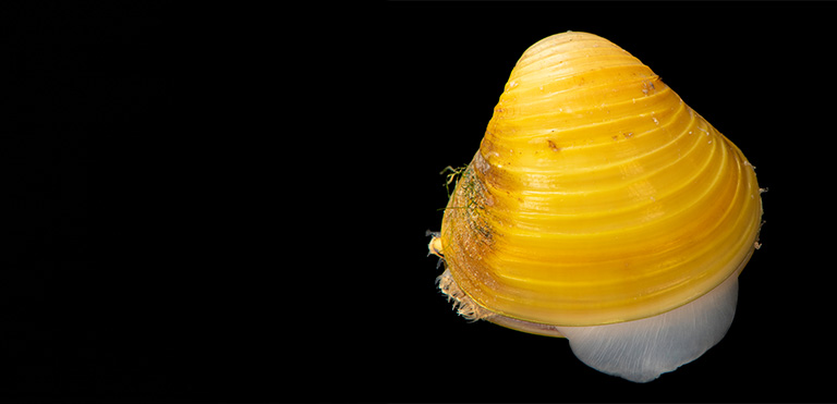 Asian Clam (Corbicula fluminea)