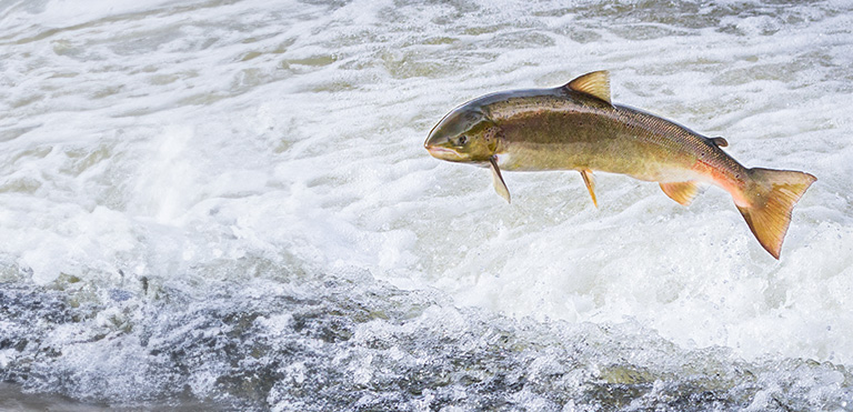 Atlantic Salmon (Salmo salar)