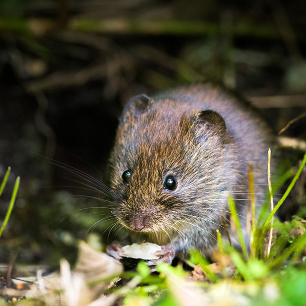 Bank vole_614x614