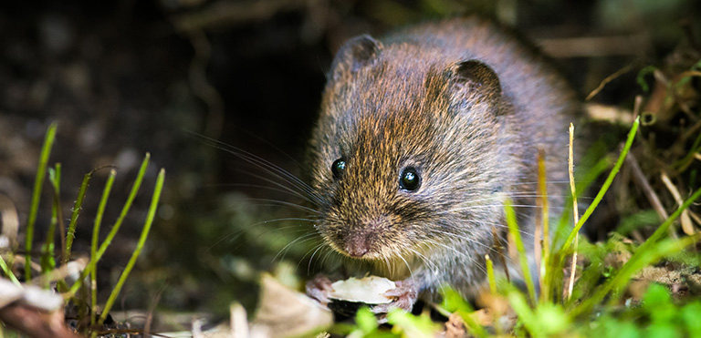 Bank Vole (Myodes glareolus)