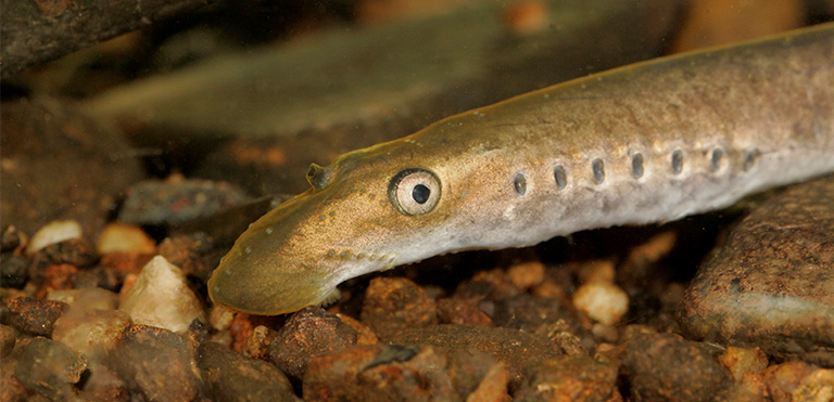 Brook/River Lamprey (Lampetra planeri/Lampetra fluviatilis)