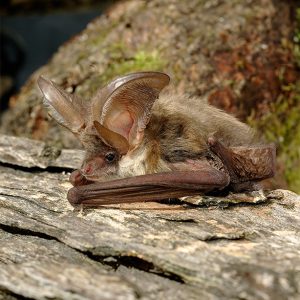 Brown long-eared bat