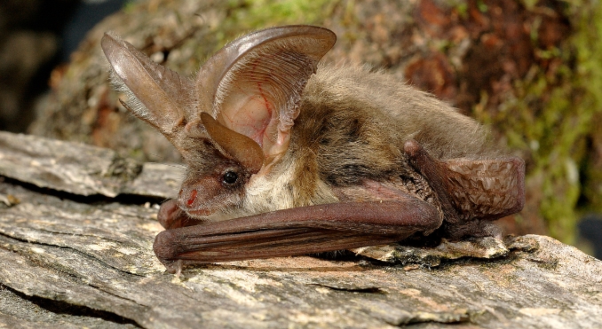 Brown Long-Eared Bat (Plecotus auritus)