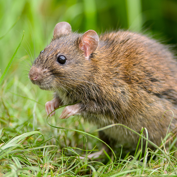 Brown rat_614x614