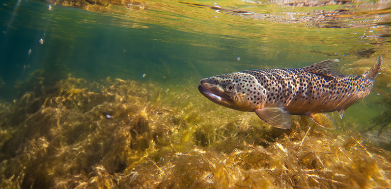 Brown Trout (Salmo trutta)