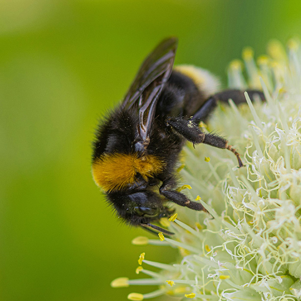 Buff-tailed Bumblebees_614x614