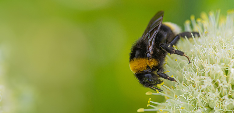 Buff-tailed Bumblebees (Bombus terrestris)