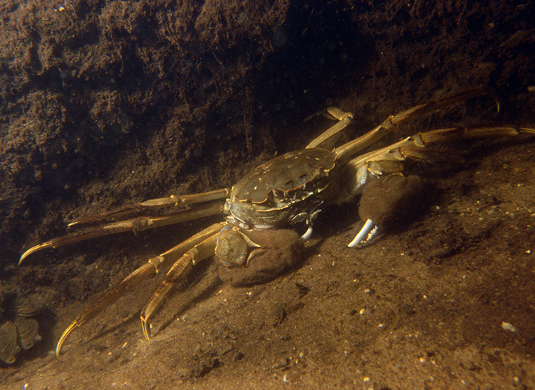 Chinese Mitten Crab (Eriocheir sinensis)