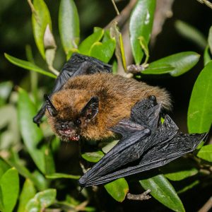 Common pipistrelle