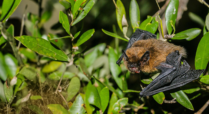 Common Pipistrelle (Pipistrellus pipistrellus)