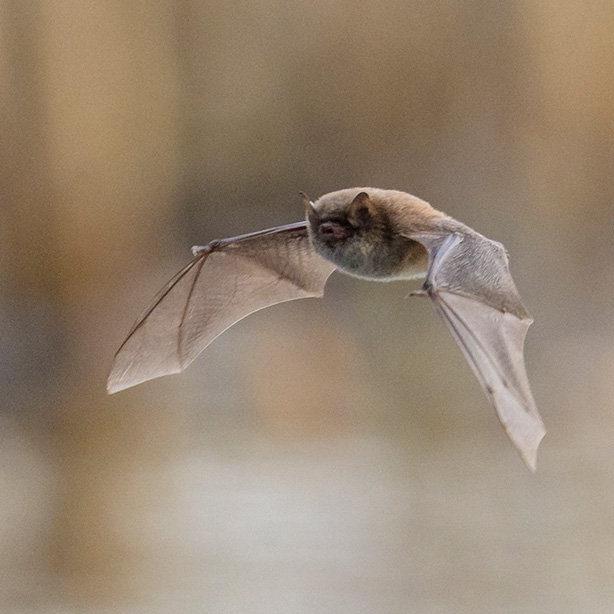 Daubenton's Bat_Jussi Murtosaari_naturepl_614x614