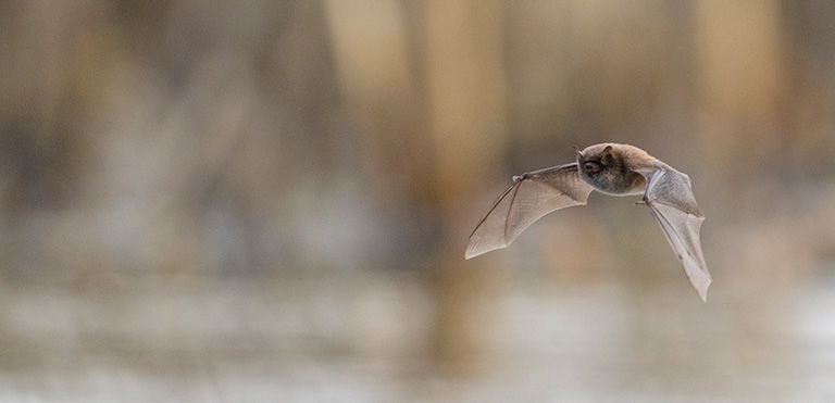 Daubenton’s Bat (Myotis daubentonii)