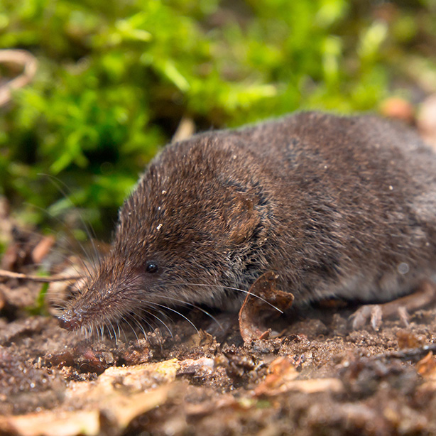 Eurasian Pygmy Shrew_614x614