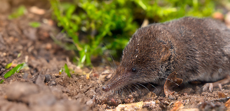 Eurasian Pygmy Shrew (Sorex minutus)