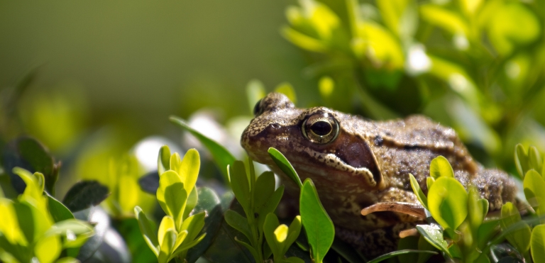 European Common Frog (Rana temporaria)